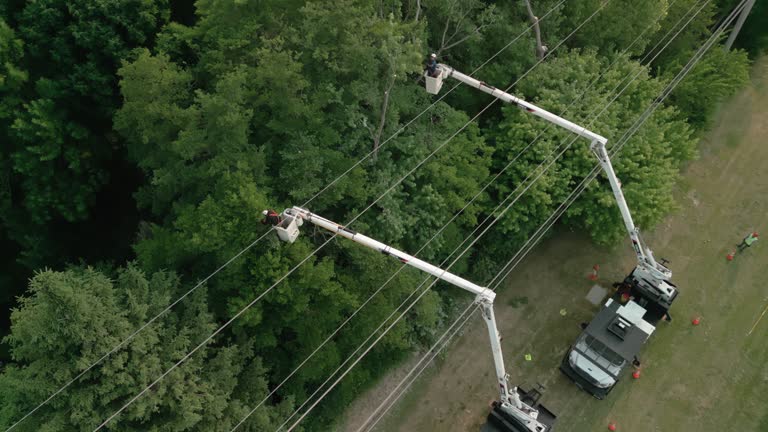 How Our Tree Care Process Works  in  Rochester, IN